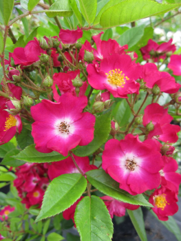 Kletterrose Violetta